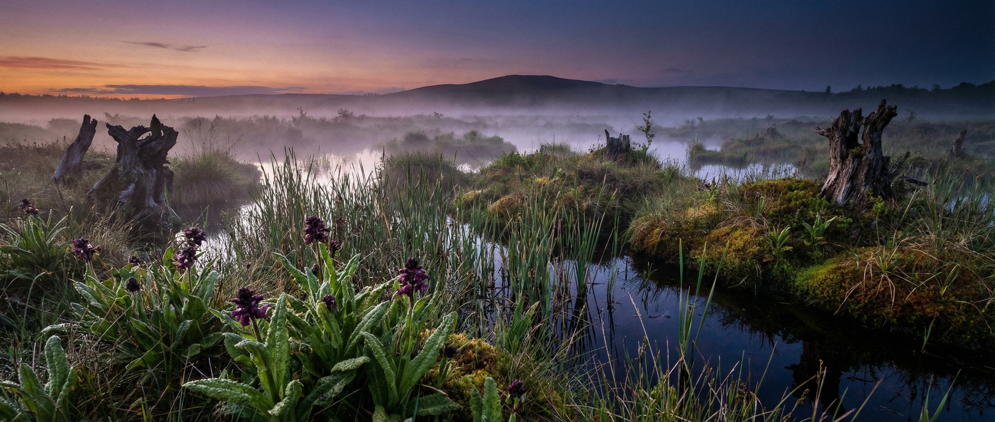 Mist over bog at dusk