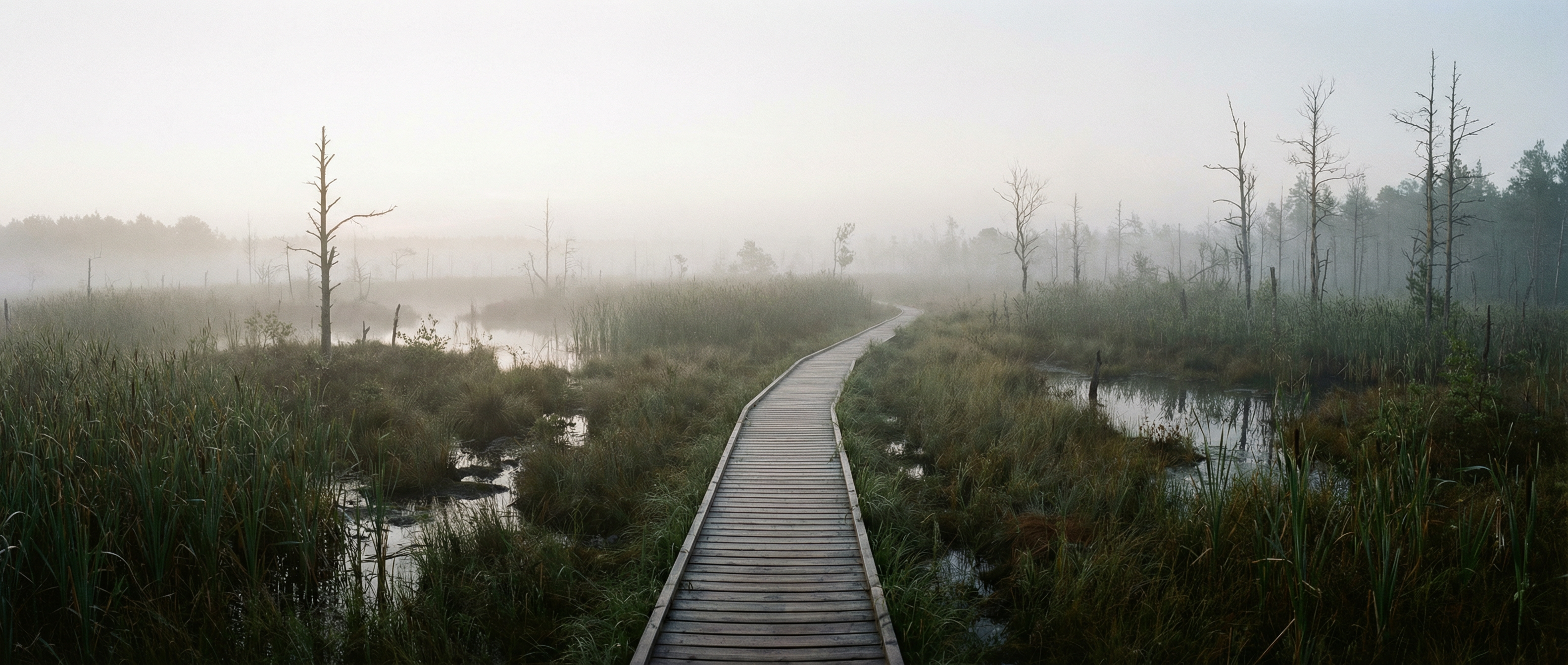 Path through a marsh