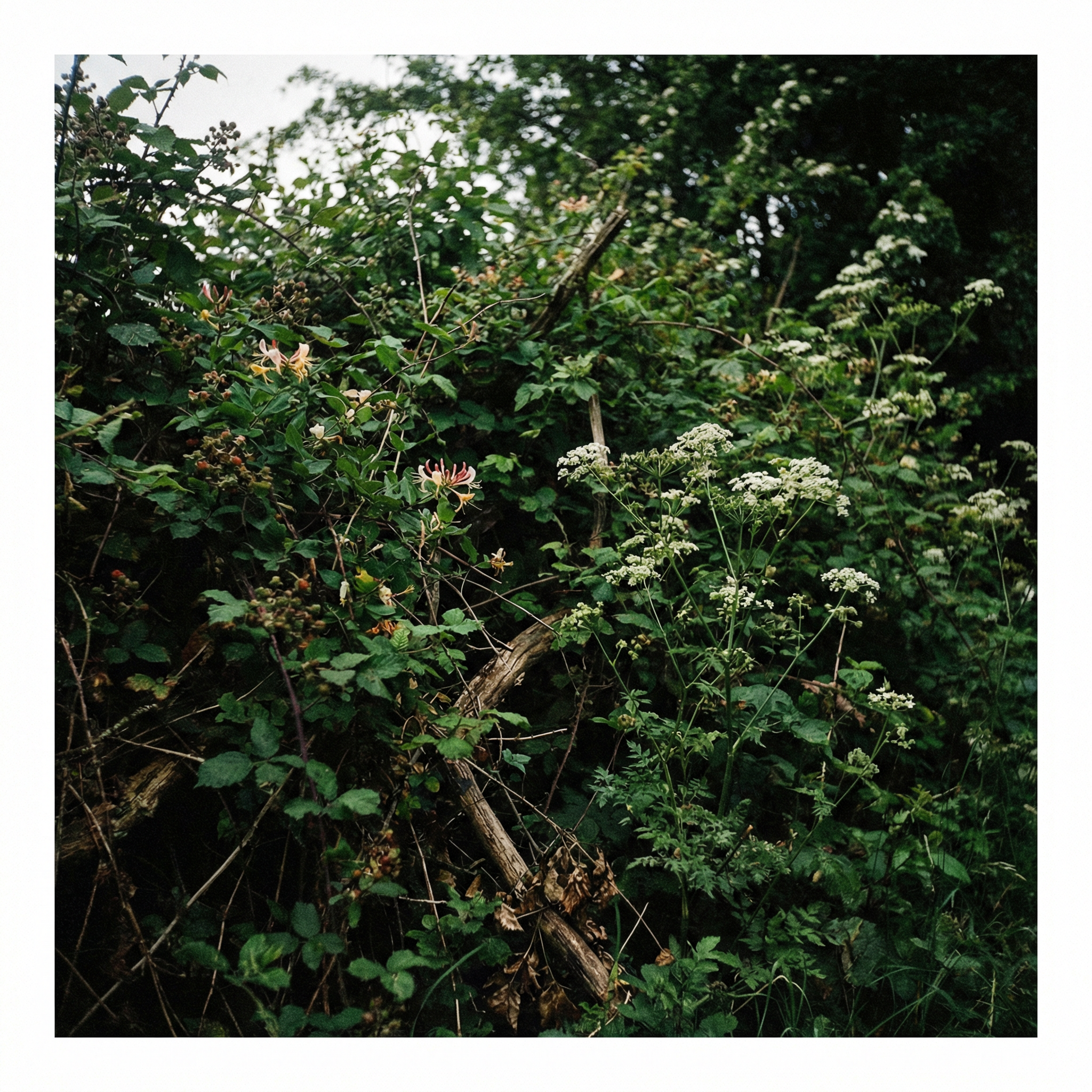 Wild hedge with flowers